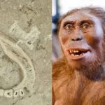 Descubren fósiles de especies humanas de hace miles de años en los azulejos de una cocina