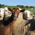 Hato de ovinos y caprinos en Jalisco cayó 40% en dos años por sequía
