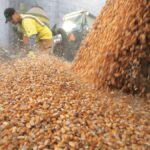 Jalisco deja de sembrar 100,000 hectáreas de maíz por baja en precios y sequía
