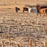 Afectación por sequía se agudiza en los municipios