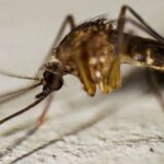 Disminuyen 55 por ciento las defunciones por dengue en México durante 2025