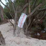 Clausuran zona en Sisal, Yucatán, por destrucción de manglares