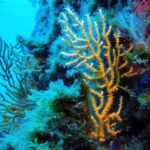 Tratado de Alta Mar: Esto sabemos del acuerdo que firmaron 83 países para salvar el 30% de los océanos