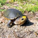 Crisis en Puerto Vallarta: Saqueadores asfixian a la tortuga Casquito