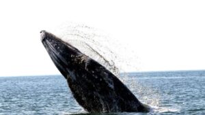 WhatsApp Image 2026-01-24 at 19.02.12