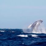 Profepa realiza operativo sobre observación responsable de ballenas en Nayarit