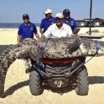 Capturan y reubican a cocodrilo de tres metros en Playa Bacocho, Oaxaca
