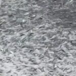 Sorprende llegada de miles de sardinas a la playa principal de Puerto Escondido