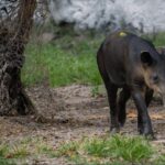 Santuario del Tapir en Kinchil, Yucatán, podría concretarse a finales de año