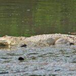 Alerta por muerte de 11 cocodrilos en Puerto Vallarta; matarlos es delito