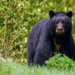 Oso negro entra a vivienda y hiere a hombre en Nuevo León