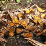 Un celular puede detectar el paso de la mariposa monarca por Guanajuato