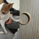 Le salió cara la perrita: exigía dos anillos